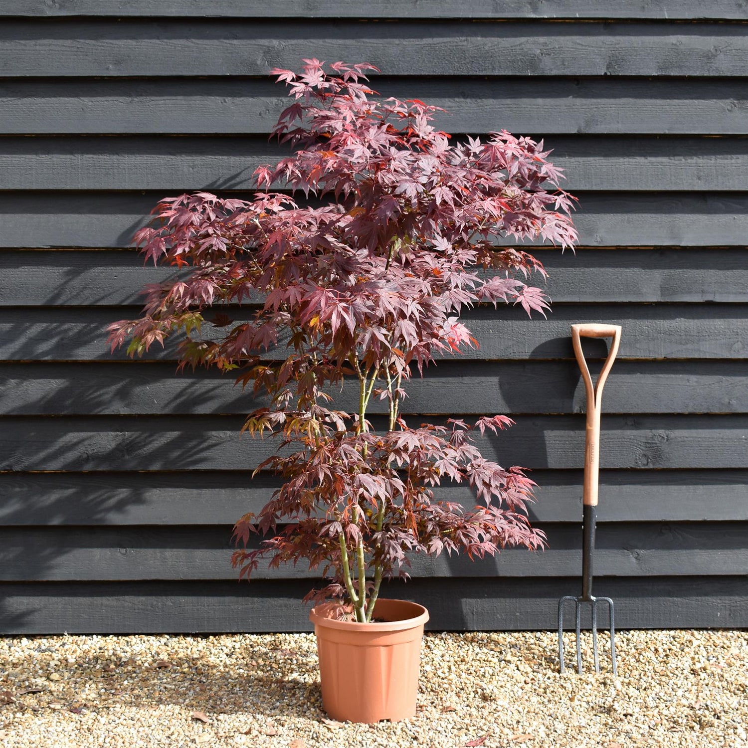 Acer palmatum 'Atropurpureum' | Red Leaf Japanese maple - 100-140cm - 15lt