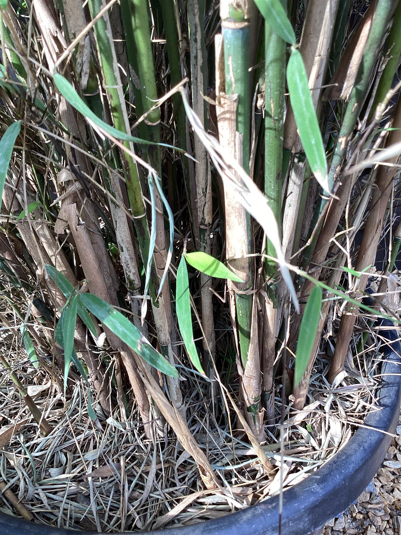 Fargesia angustissima | Narrow leaf bamboo - 210-220cm, 30lt