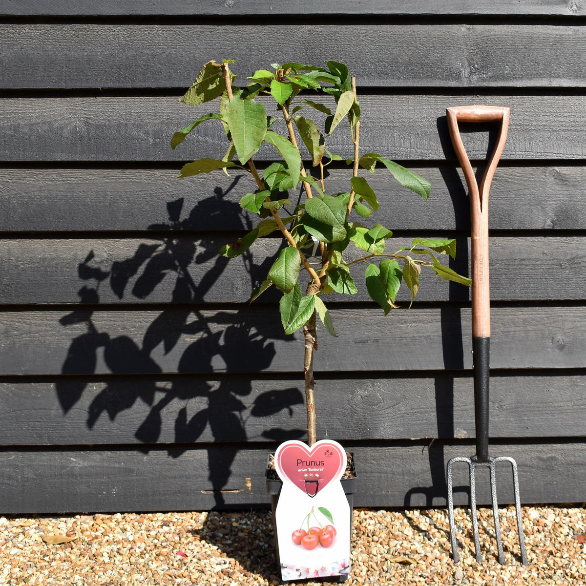 Prunus avium 'Sunburst'  - Patio Rootstock - Height 80-100cm, 7lt