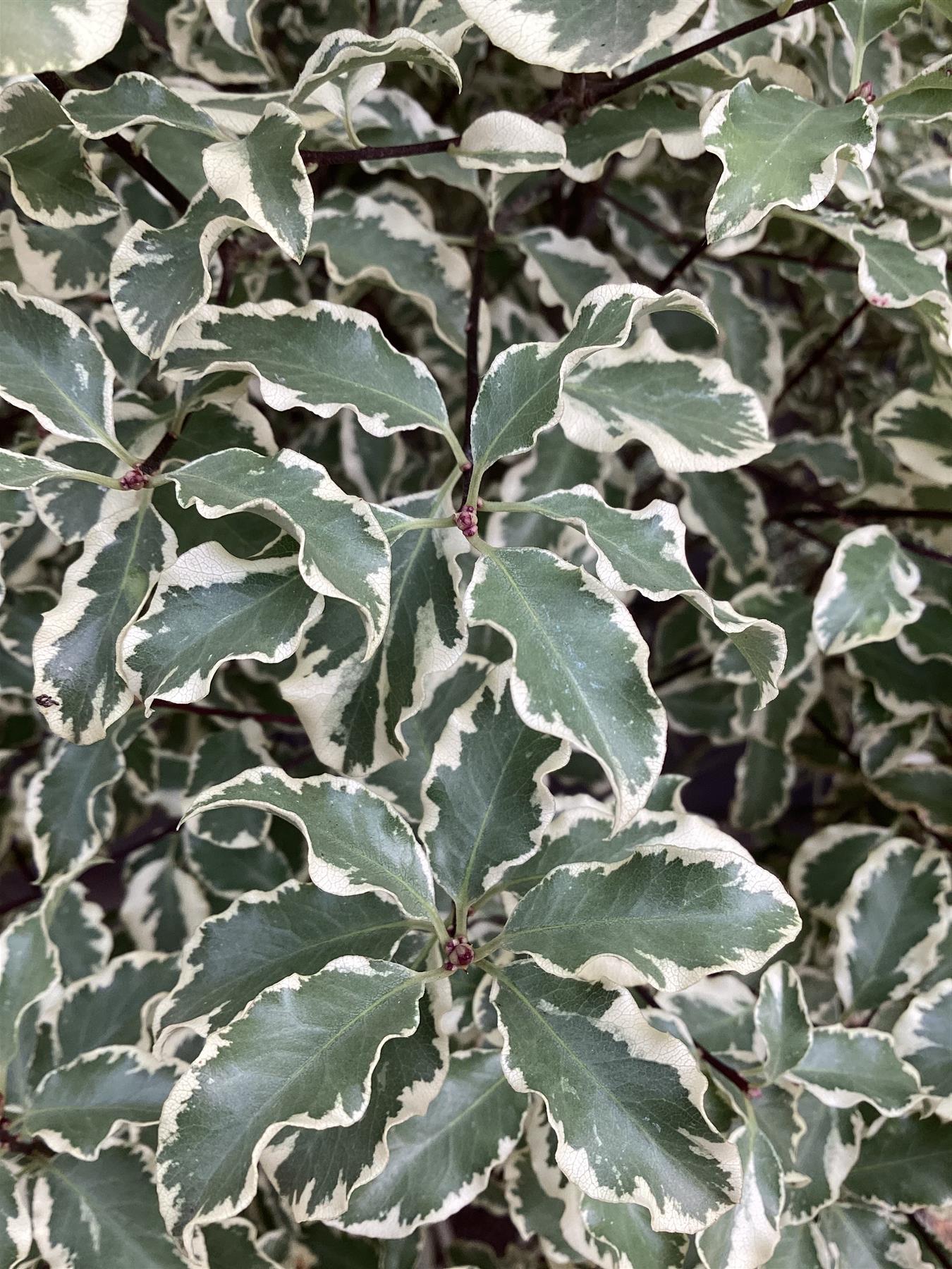 Pittosporum variegatum - 120cm - 35lt
