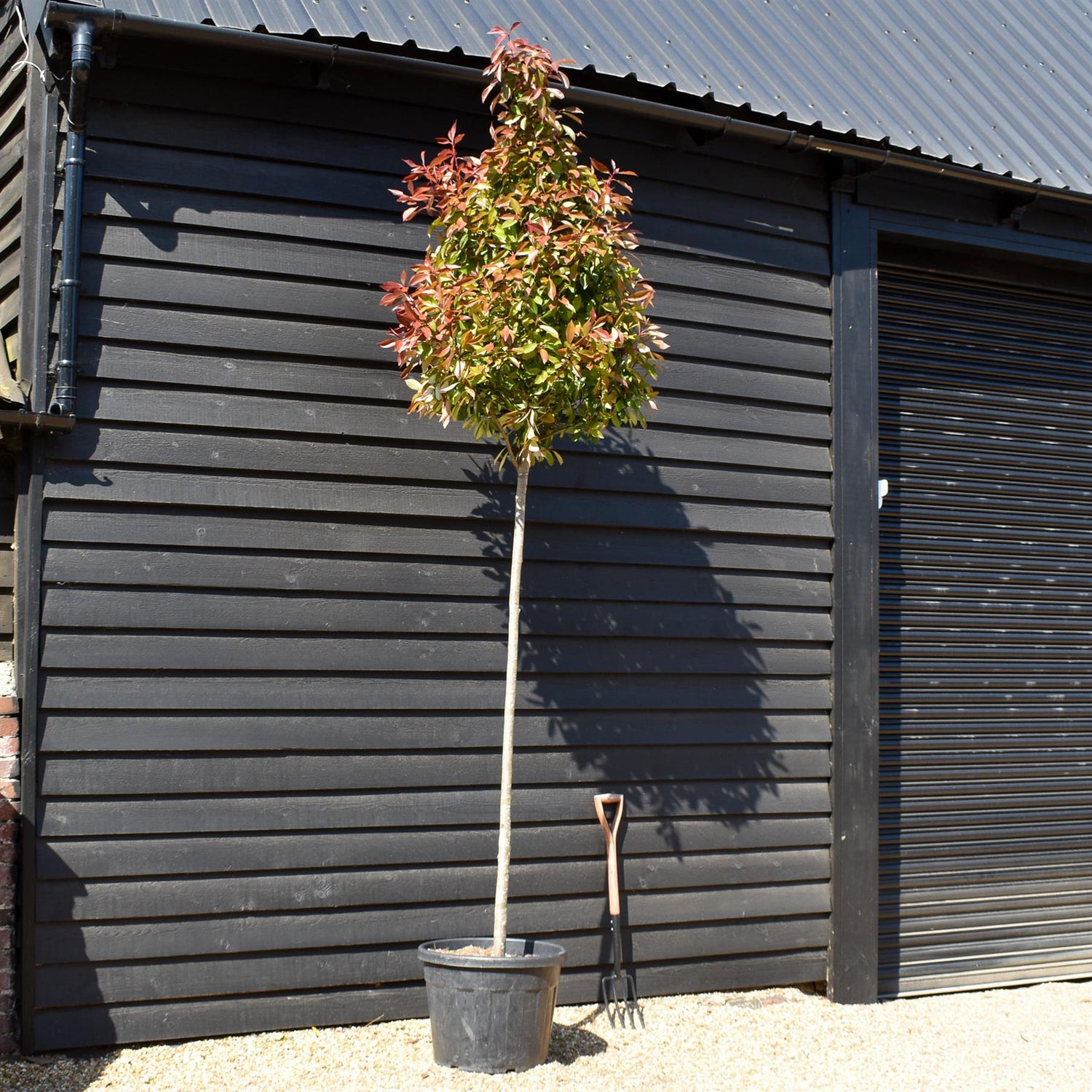 Photinia Red Robin -  Standard screening tree -Clear Stem 180-190cm - Height 300-320cm - Girth 10-12cm - 90lt