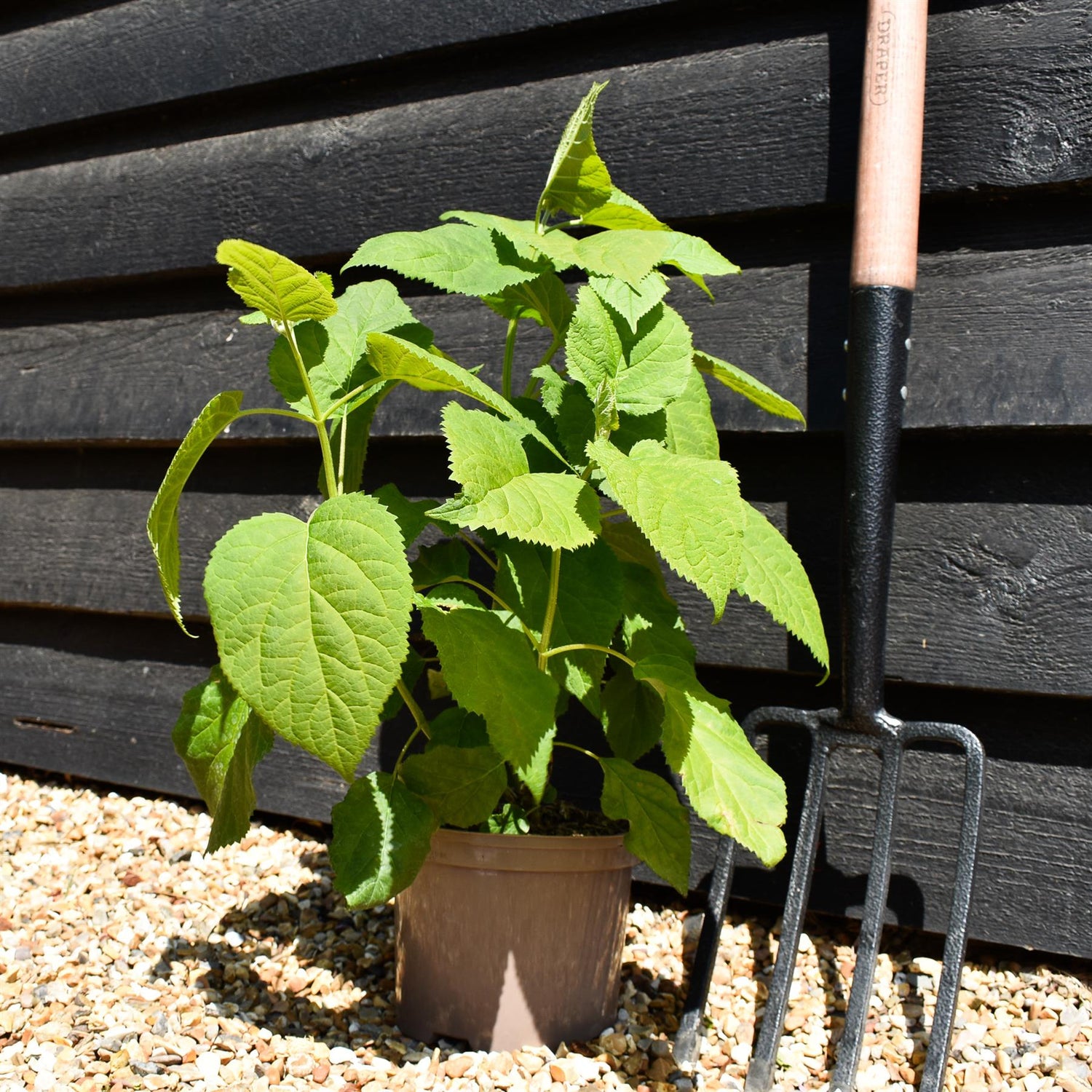 Hydrangea arborescens 'Annabelle' - 30/40cm, 3lt
