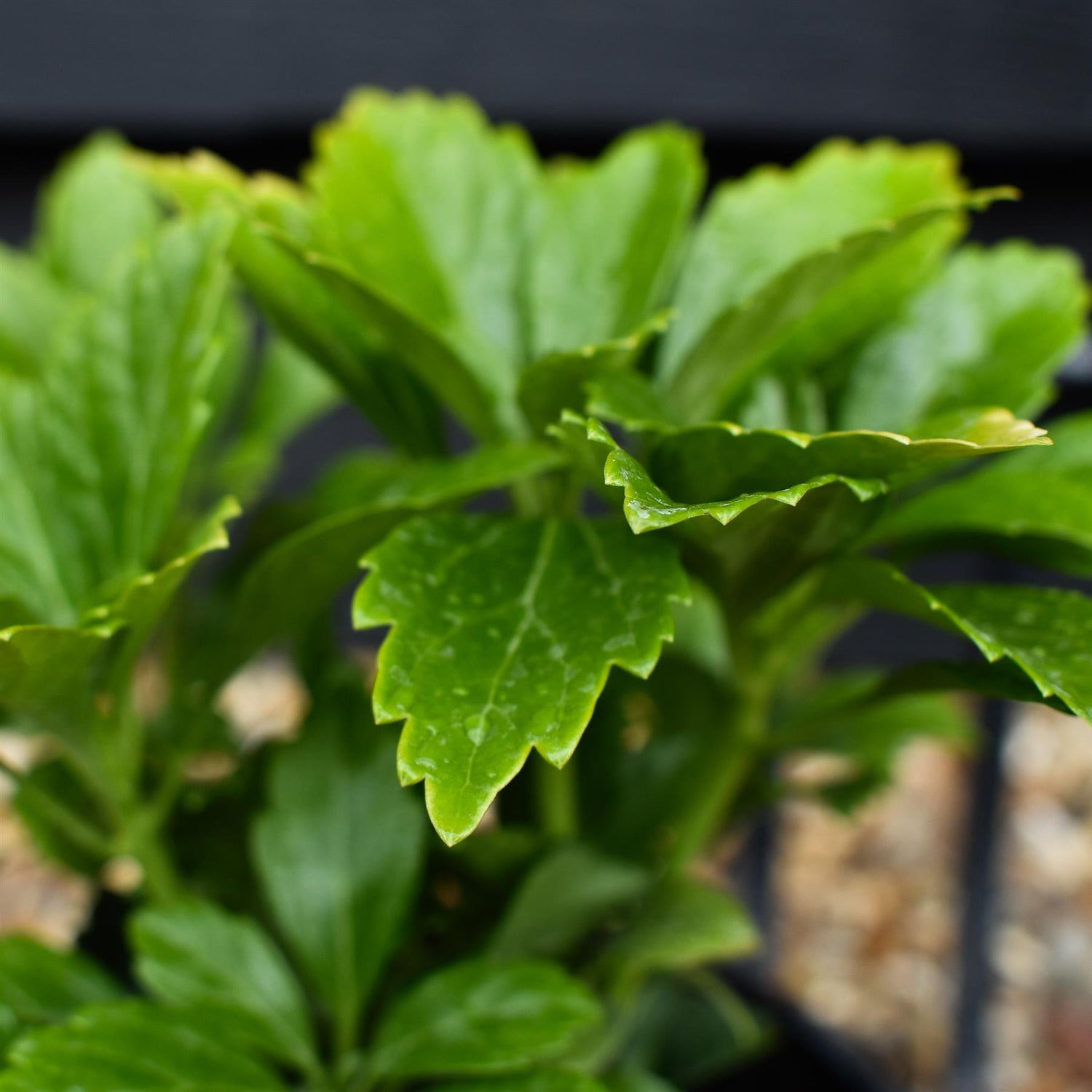 Japanese spurge | Pachysandra terminalis 'Green Carpet' - Height 10cm Width 10-20cm - 2lt
