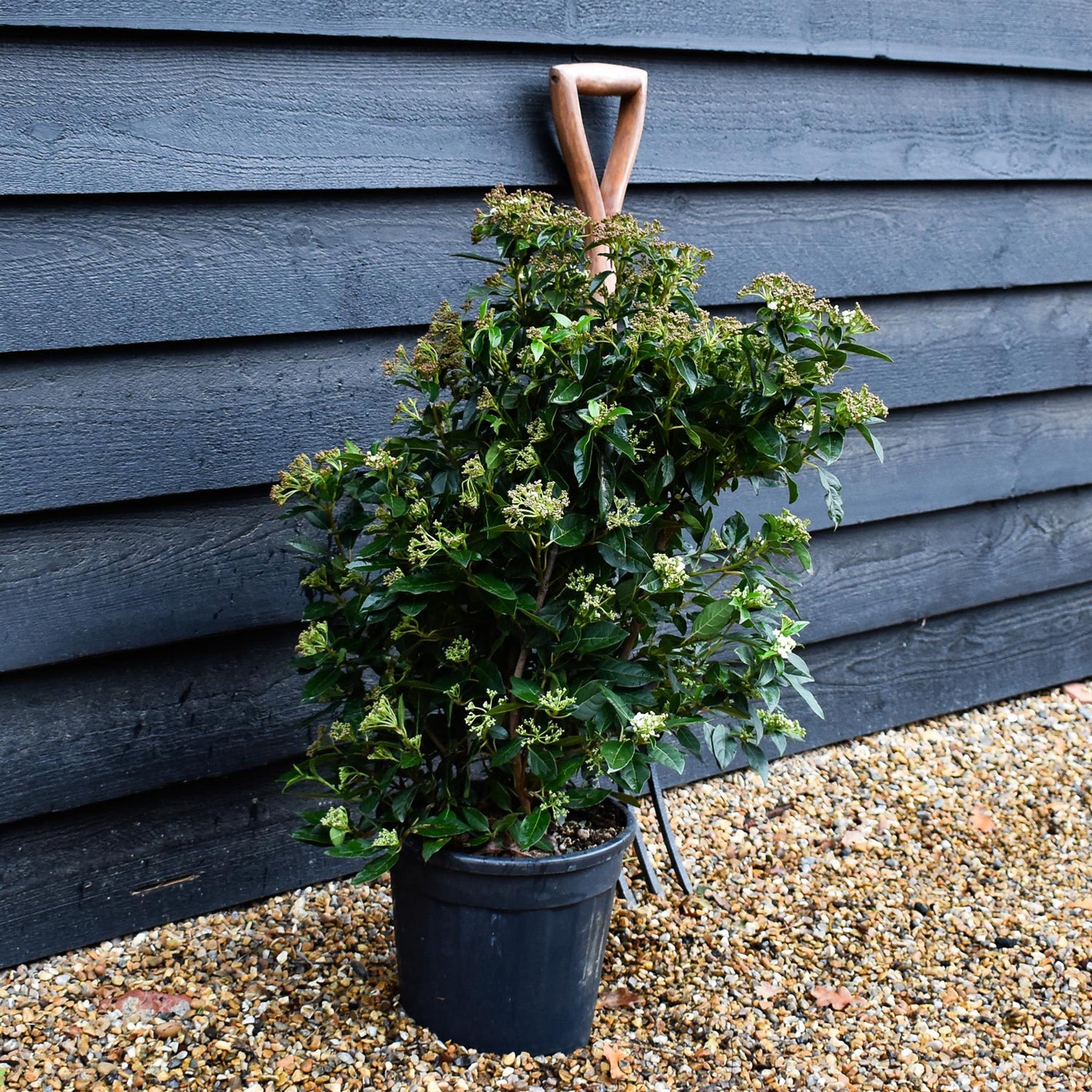Viburnum tinus Eve Price - Shrub - Height 60-70cm - 10lt