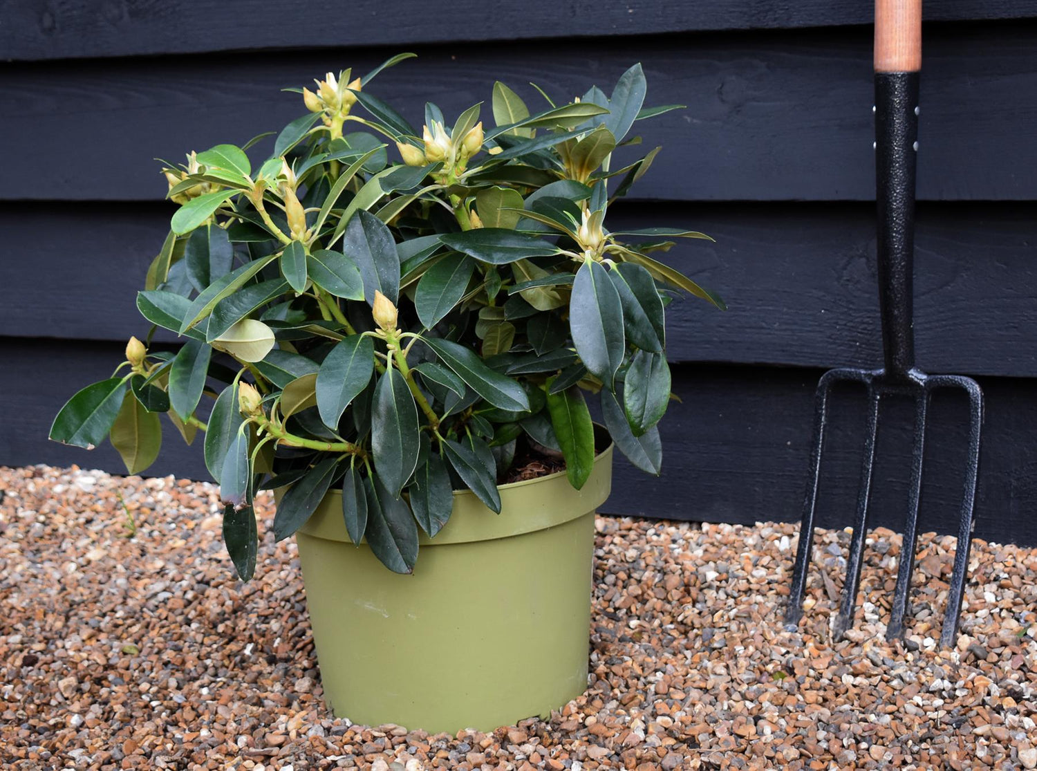 Rhododendron 'Percy Wiseman' - Shrub - Height 30-40cm - 10lt