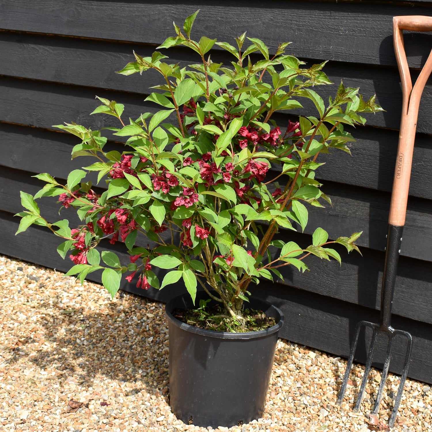 Weigela Apple Blossom - Height 50-70cm -10lt