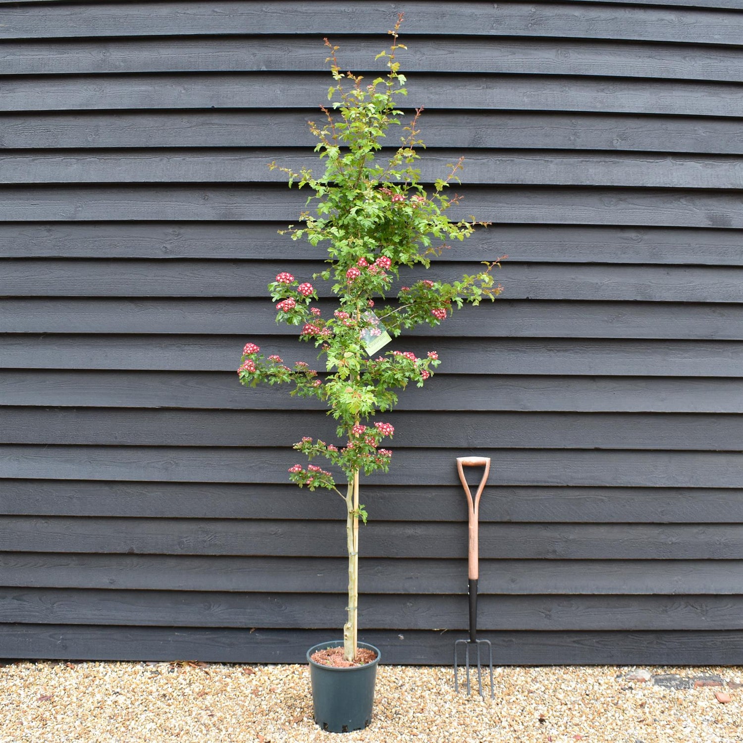 Crataegus laevigata 'Crimson Cloud' - Height 170cm-190cm - 12lt