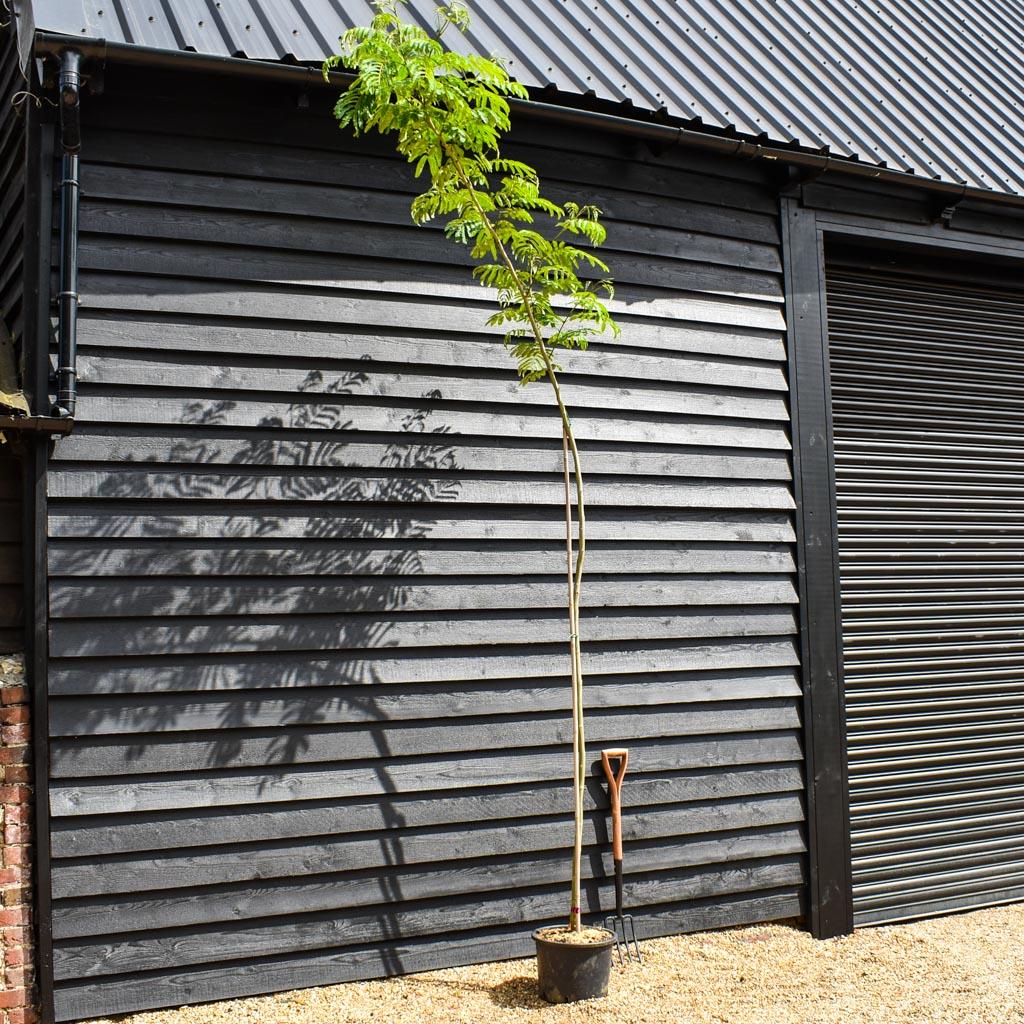 Albizia julibrissin 'Ombrella' | Silk Tree - Clear Stem - Height 250-270cm - Girth 4-6cm - 20lt