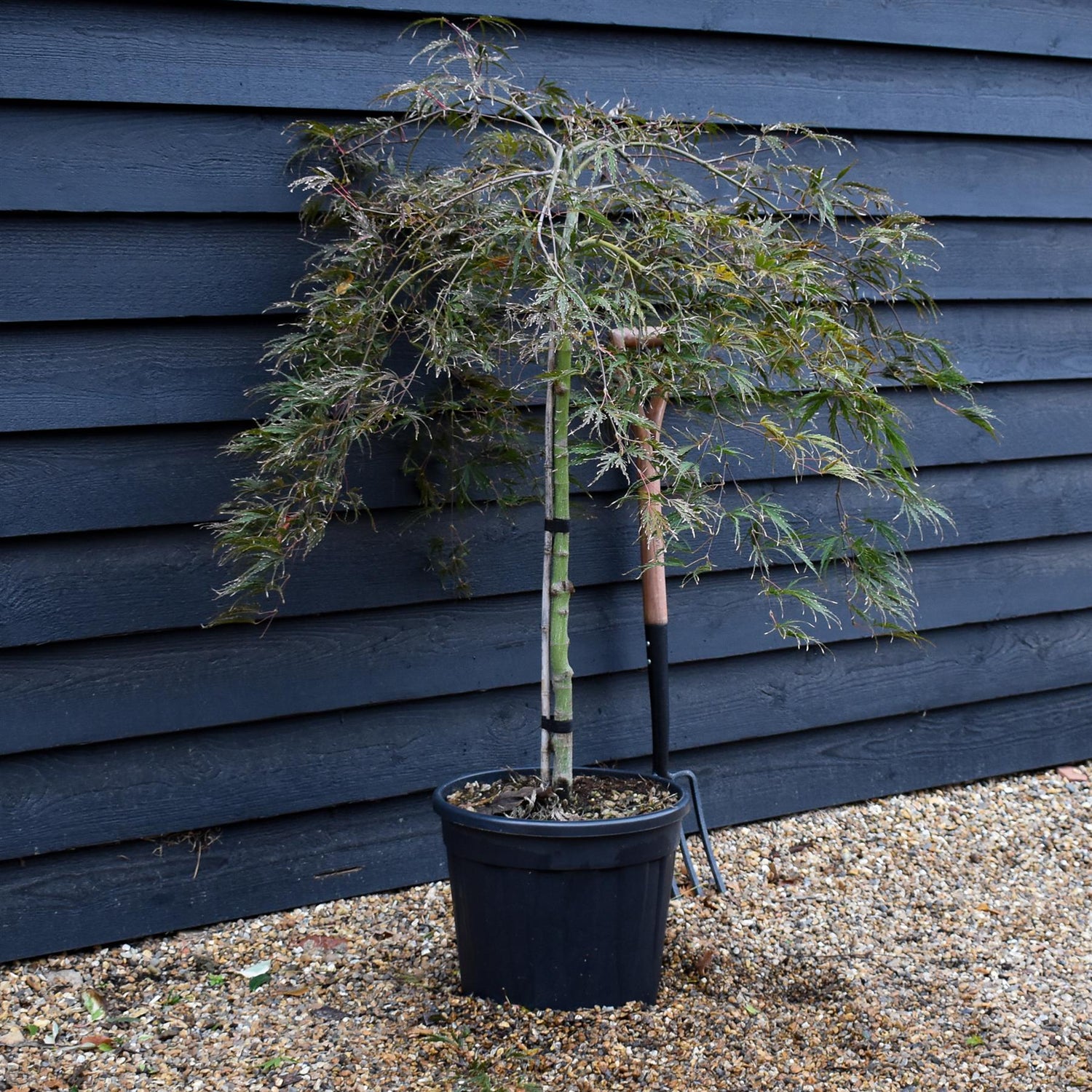 Japanese Maple 'Inaba-Shidare' |Clear Stem 70-80cm - Height 80-120cm - 30lt