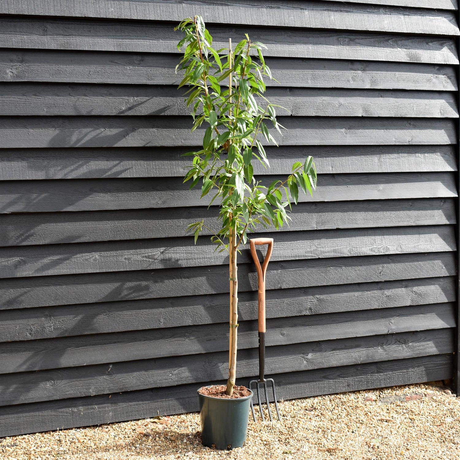 Prunus Dulics | Flowering Almond Tree, Height 170-180cm , 12lt