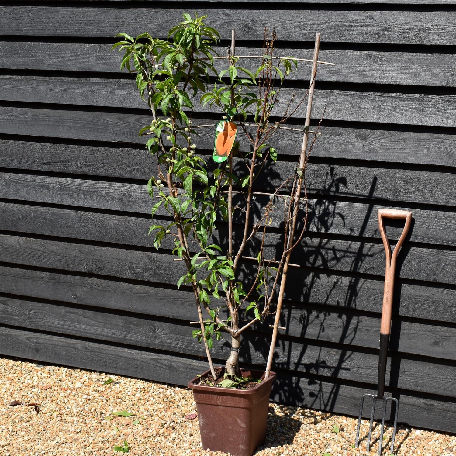 Peach peach | Prunus persica 'Suncrest' - Frame - Height 135cm - 15lt