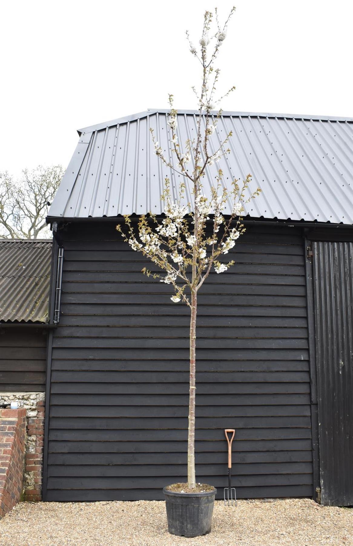 Prunus avium | Wild Cherry Mature Tree - Mature - Girth 20-22cm - Height 400-450cm - 130lt