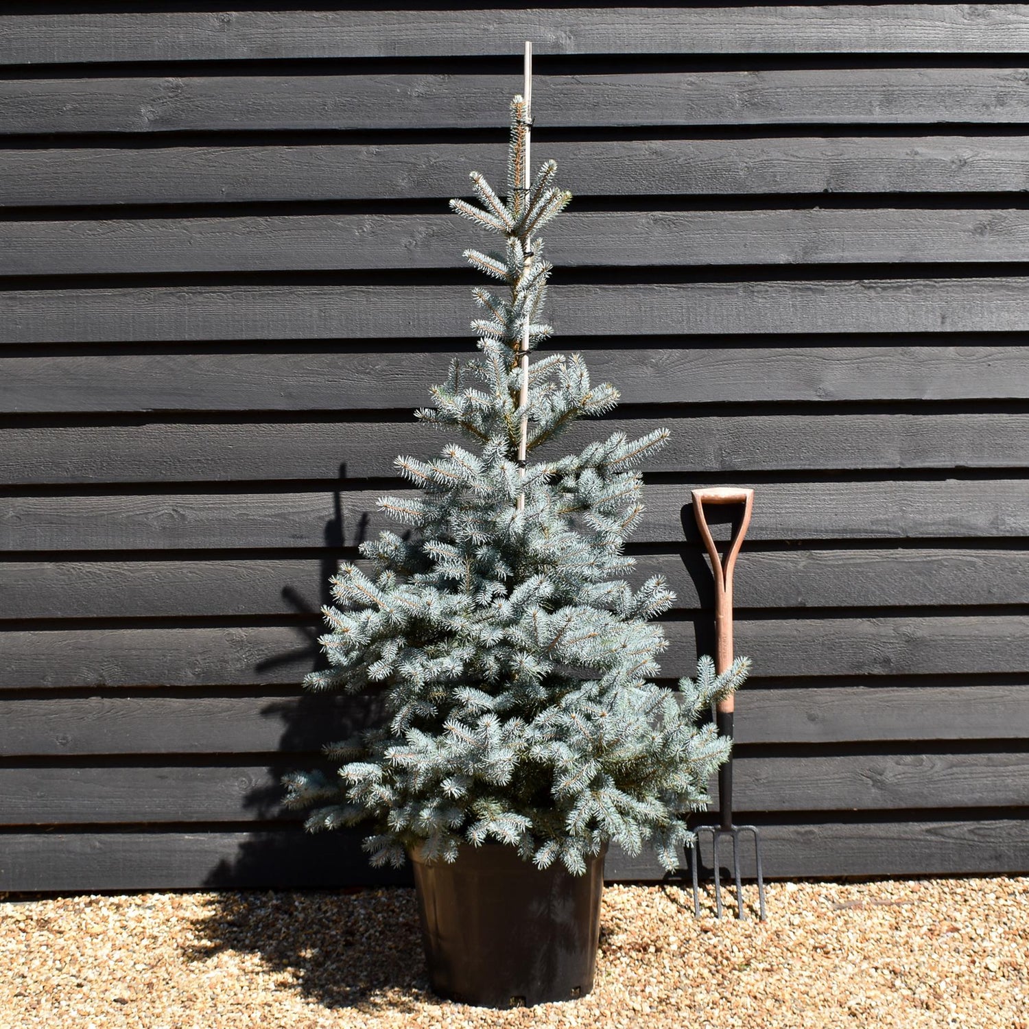 Picea pungens Edith| Colorado Blue Spruce - Height 130-140cm - 35lt