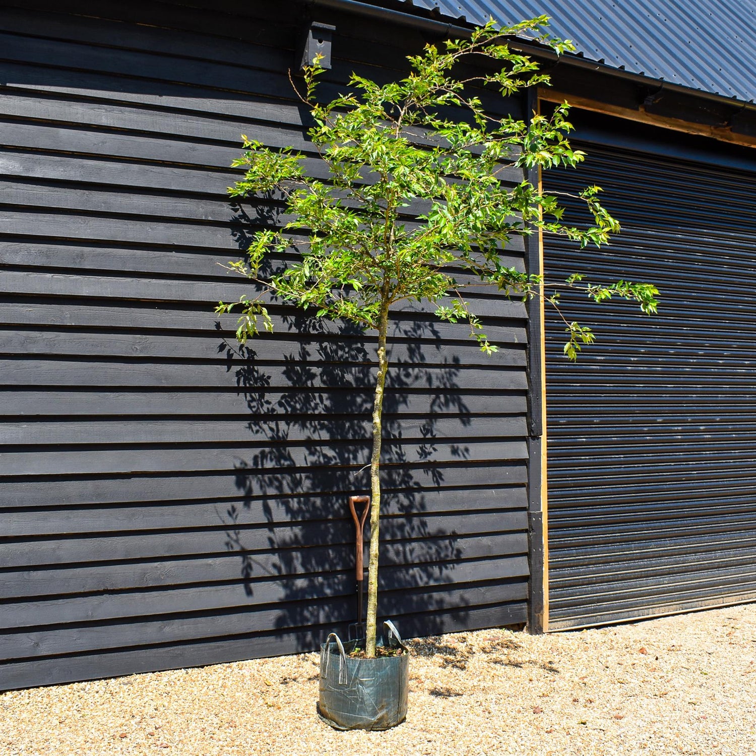 Prunus subhirtella Autumnalis Rosea - Clear Stem 140cm - Girth 10-12cm - Height 300-350cm - 45lt