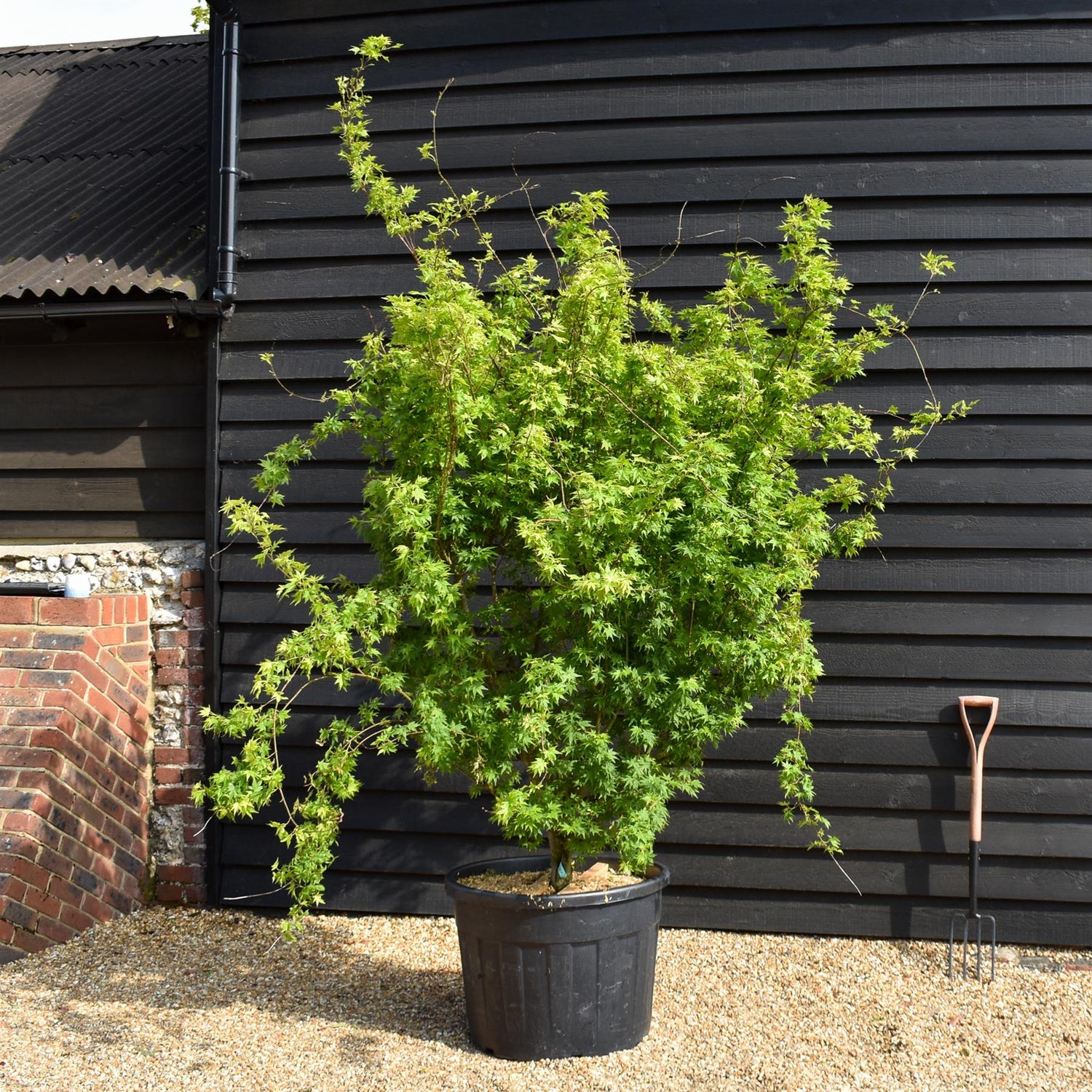 Japanese maple 'Going Green' | Acer palmatum - Bushy - Height 150-180cm - 20-25lt