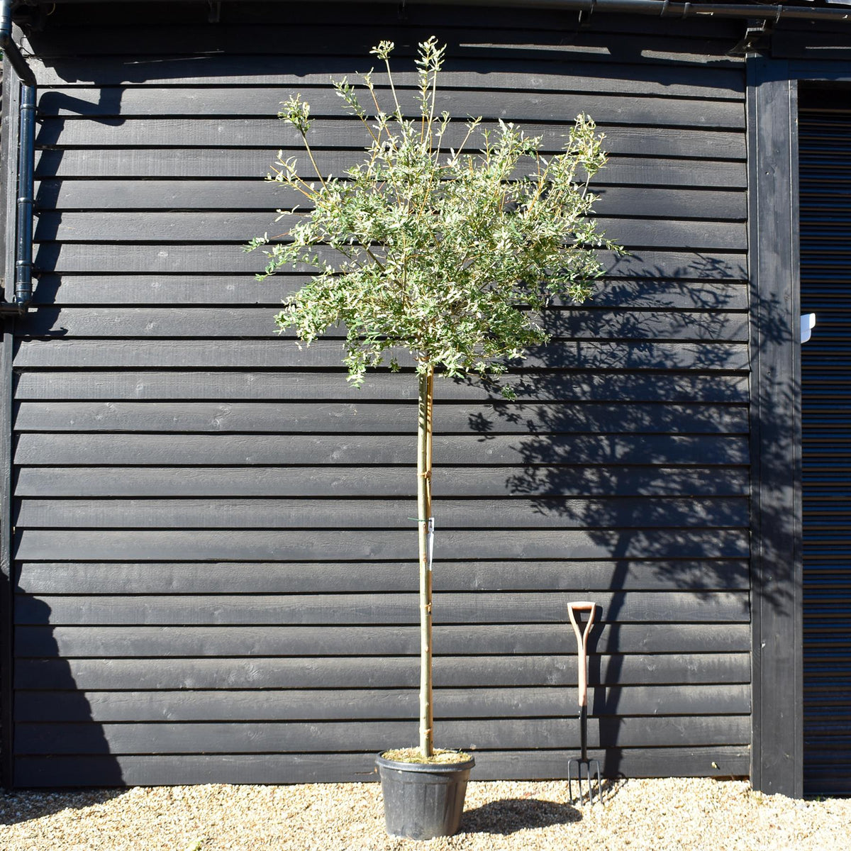 Salix integra 'Hakuro-nishiki' | Dappled Willow - Standard - Clear Stem 180cm - Girth 8-10cm - Height 280-300cm - 35lt