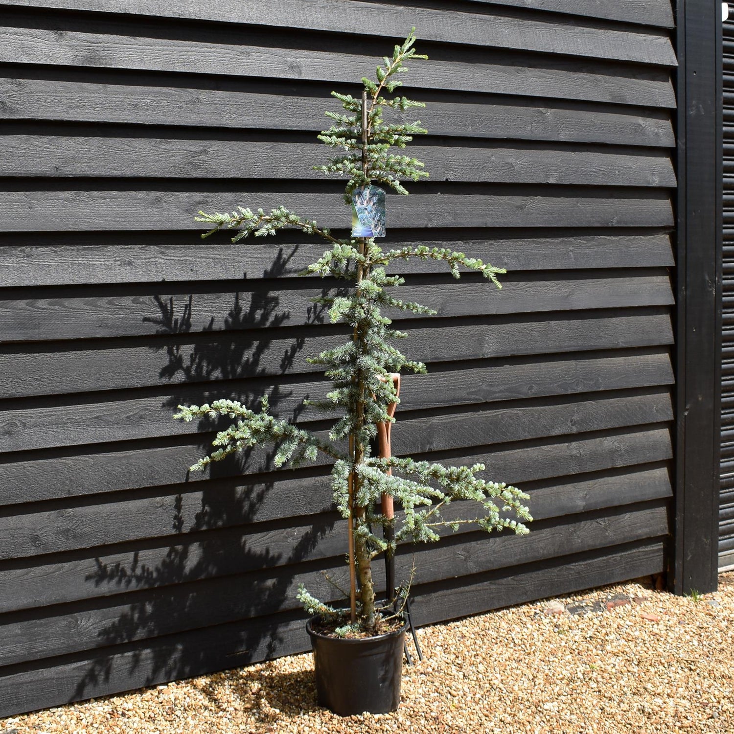 Blue Atlas Cedar | Cedrus Libani 'Glauca' - Height 170-190cm - Feathered - 20lt