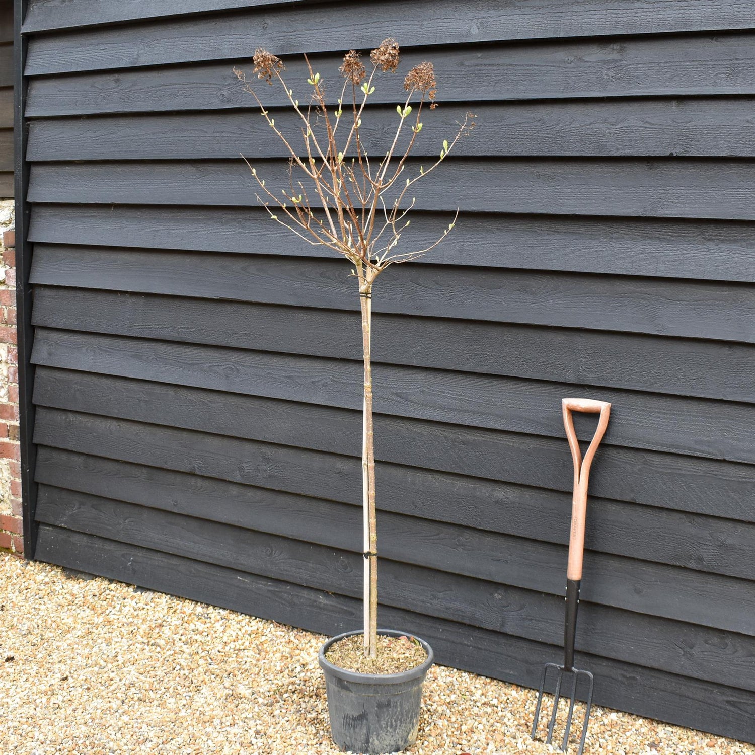 Hydrangea paniculata 'Polar Bear' -  Clear Stem 90-100cm - Height 140-160cm - 15lt