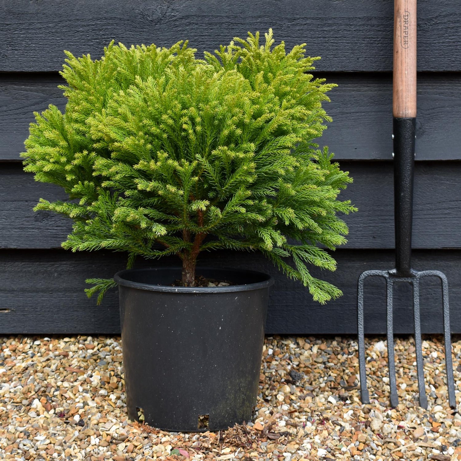 Cryptomeria japonica 'Globosa Nana' |Japanese cedar - Height 40-50cm 10lt