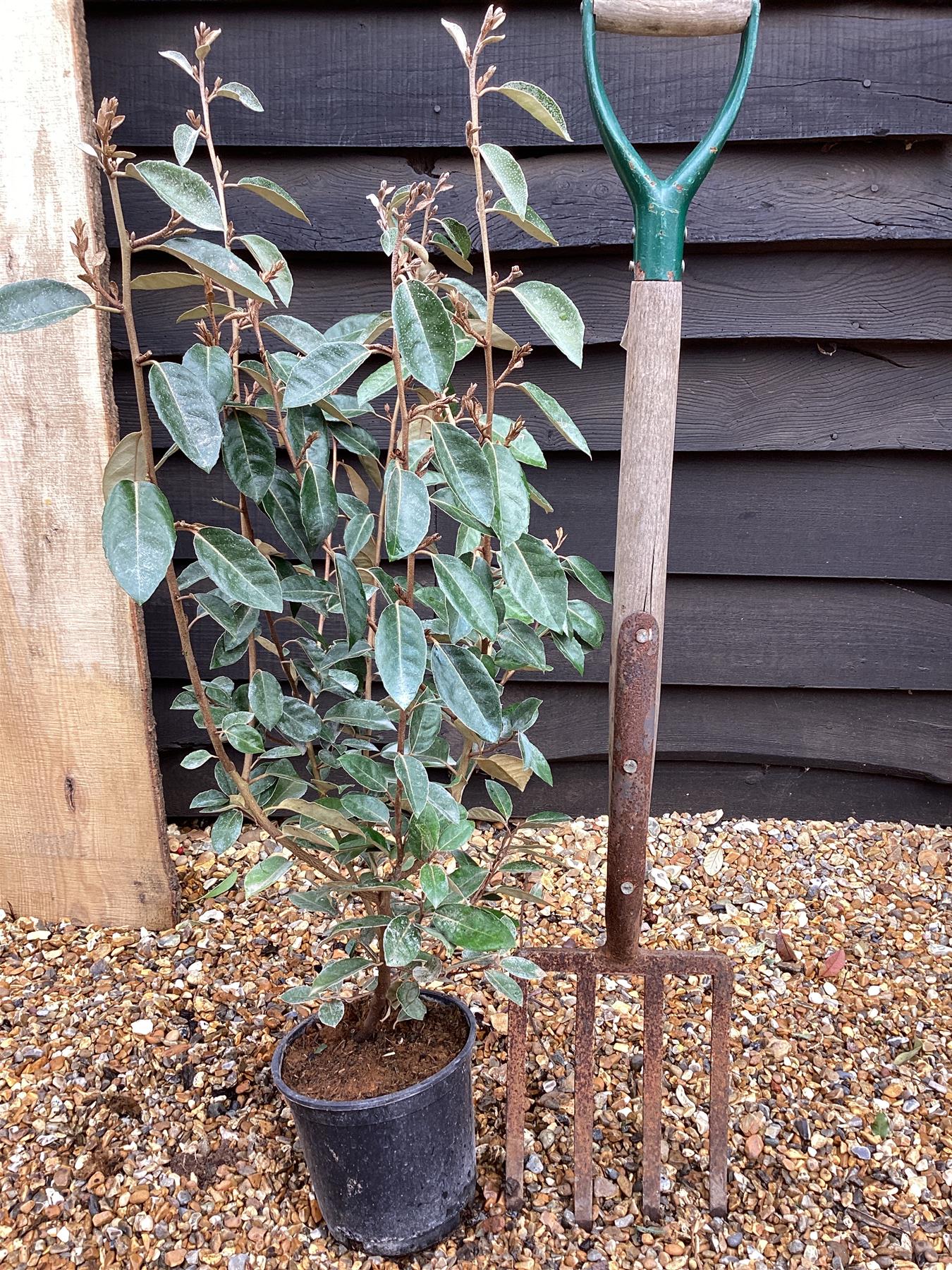 Elaeagnus ebbingei | Ebbing's Silverberry - 60-70cm, 3lt