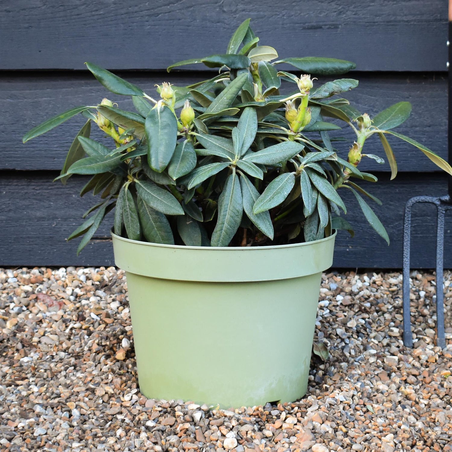 Rhododendron Yakushimanum  'Fantastica' - Shrub - Height 25-35cm - 20lt