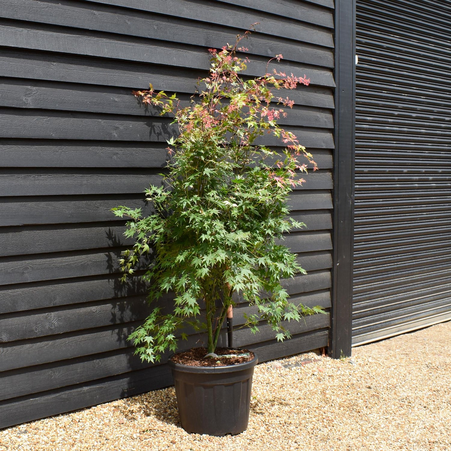 Japanese Maple | Acer palmatum 'Oridono Nishiki' - Height 200-230cm - 55lt