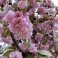 Prunus 'Kanzan' | Cherry Kanzan - 200-250cm, 20lt