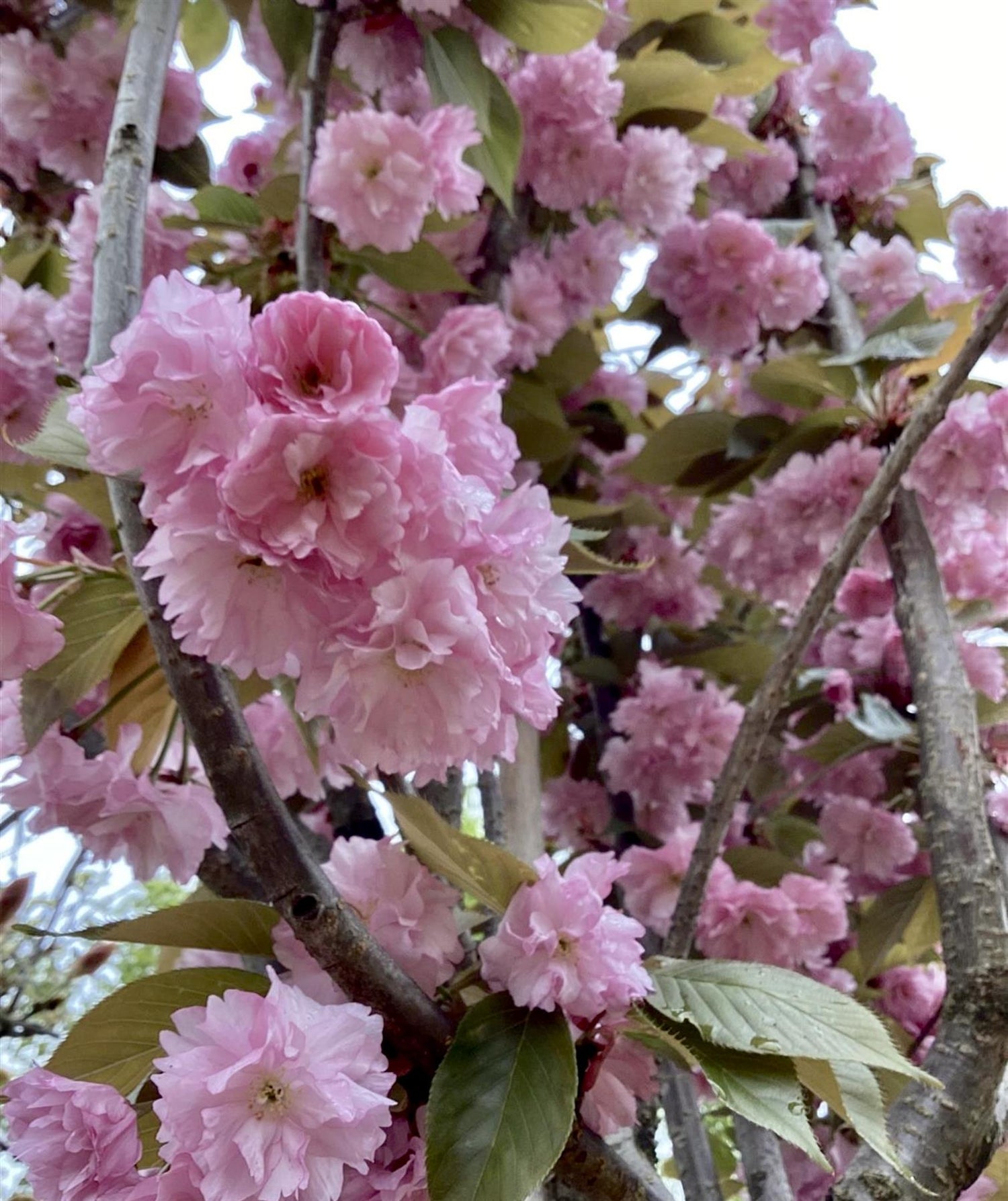 Prunus 'Kanzan' | Cherry Kanzan - 200-250cm, 20lt