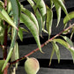 Peach peach | Prunus persica 'Melred' - 170-180cm - 10lt