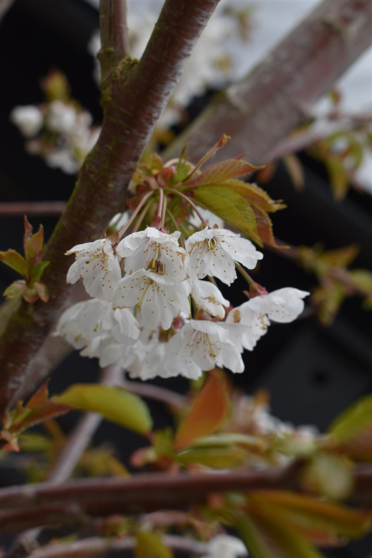 Prunus avium | Wild Cherry Mature Tree - Mature - Girth 20-22cm - Height 400-450cm - 130lt