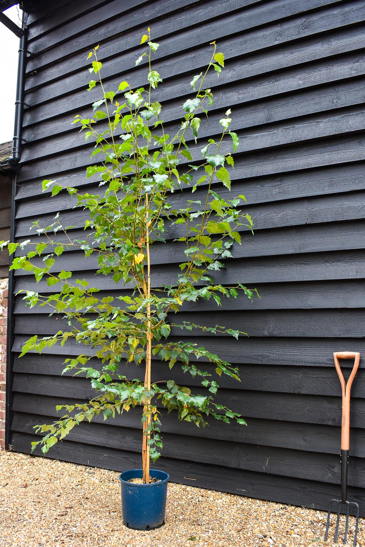 Silver Birch| Betula Pendula -  Girth 6-10cm  Height -180-200cm - 12lt