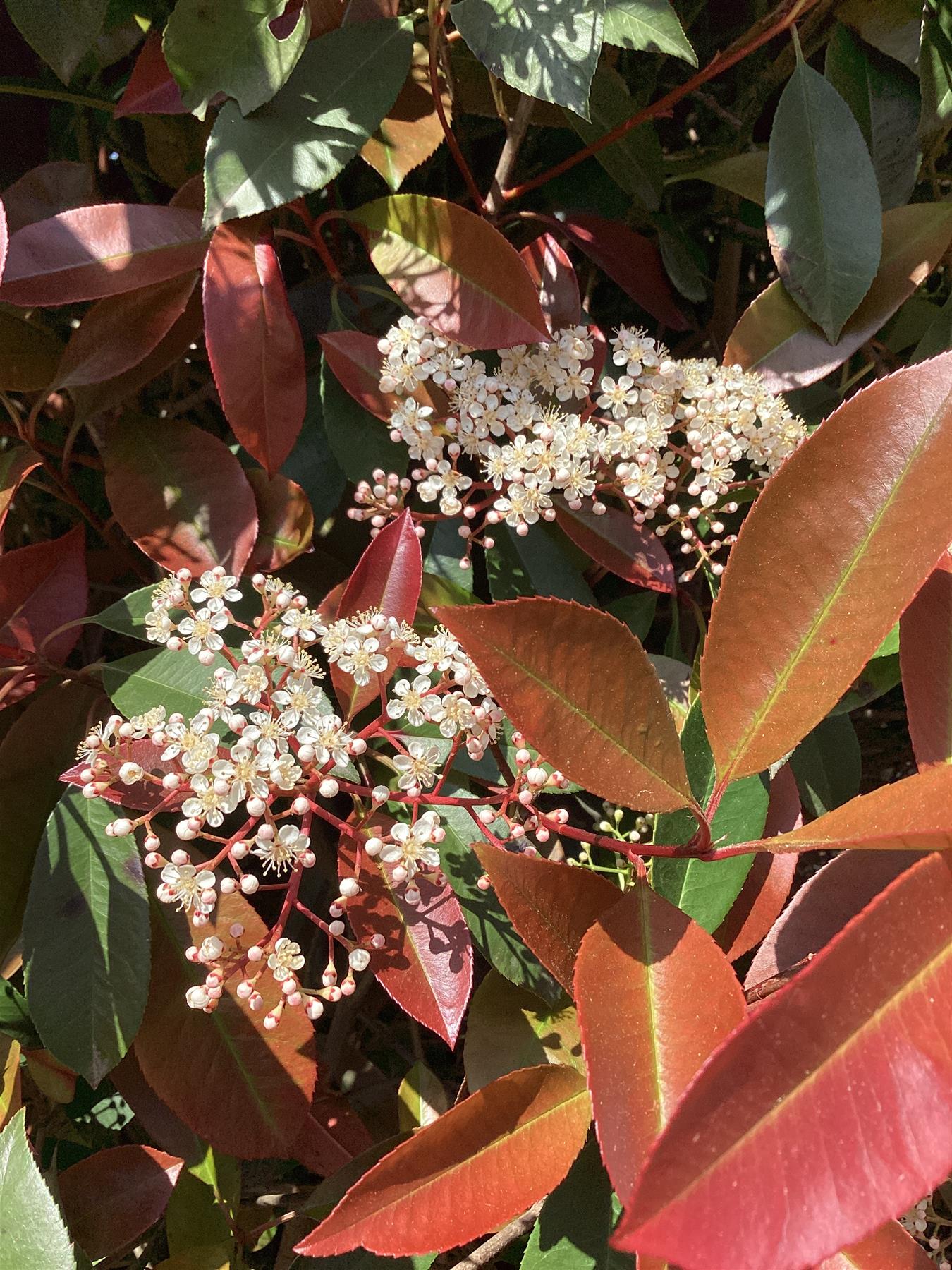 Photinia Red Robin | Christmas berry 'Little Red Robin' - Cone - Height 400-450cm - 375lt