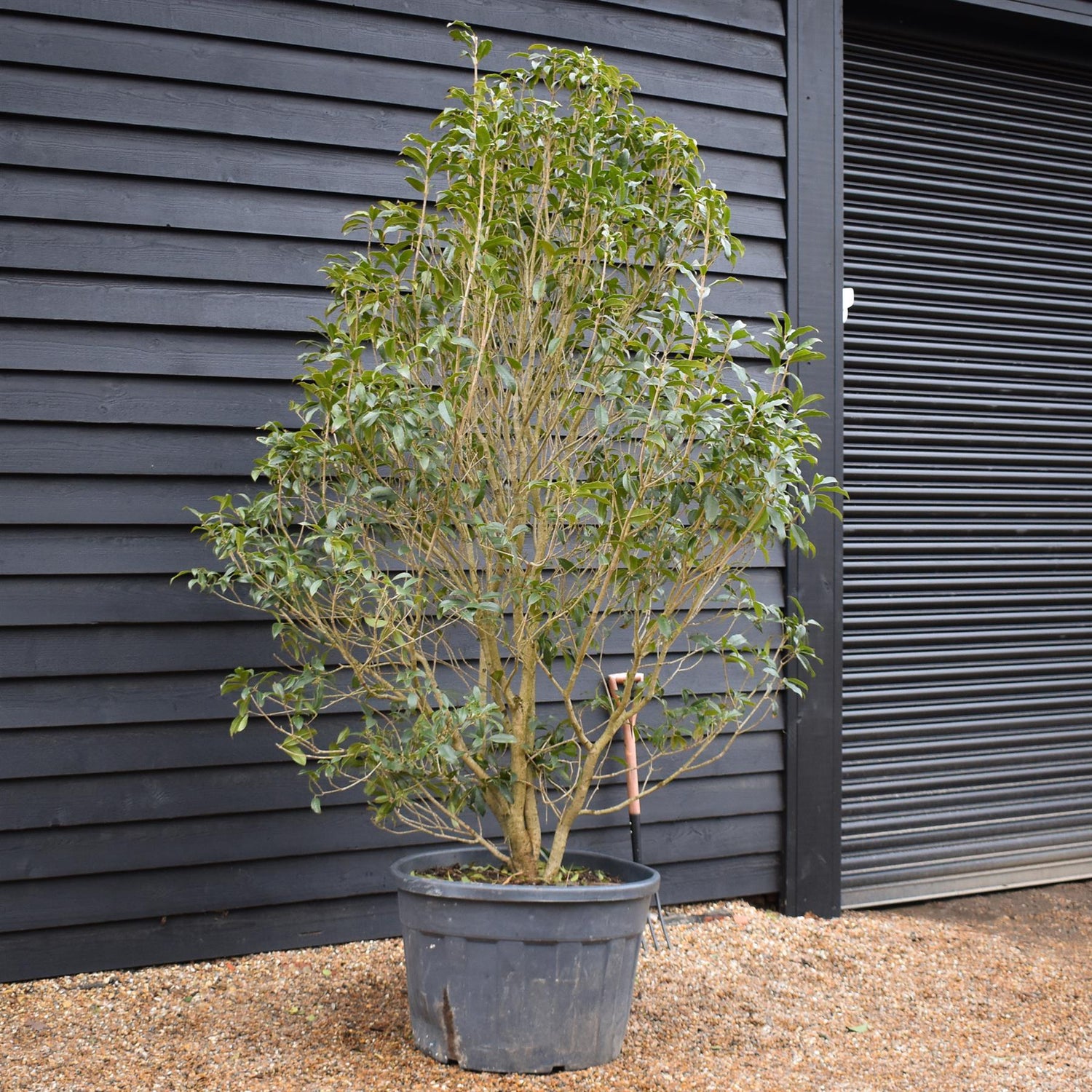 Osmanthus |Sweet olive - Shrub - Height 180-200cm -150lt