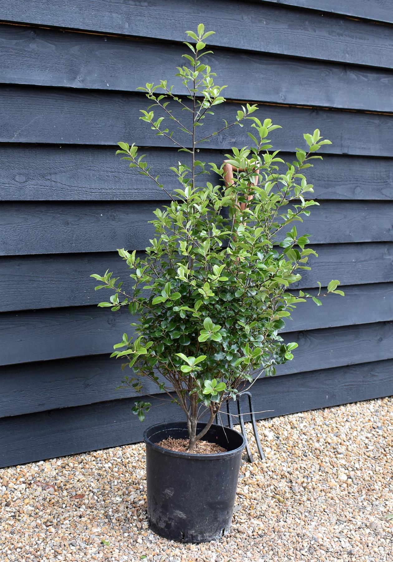 Pittosporum 'Green Elf' - Height 110-120cm -12lt