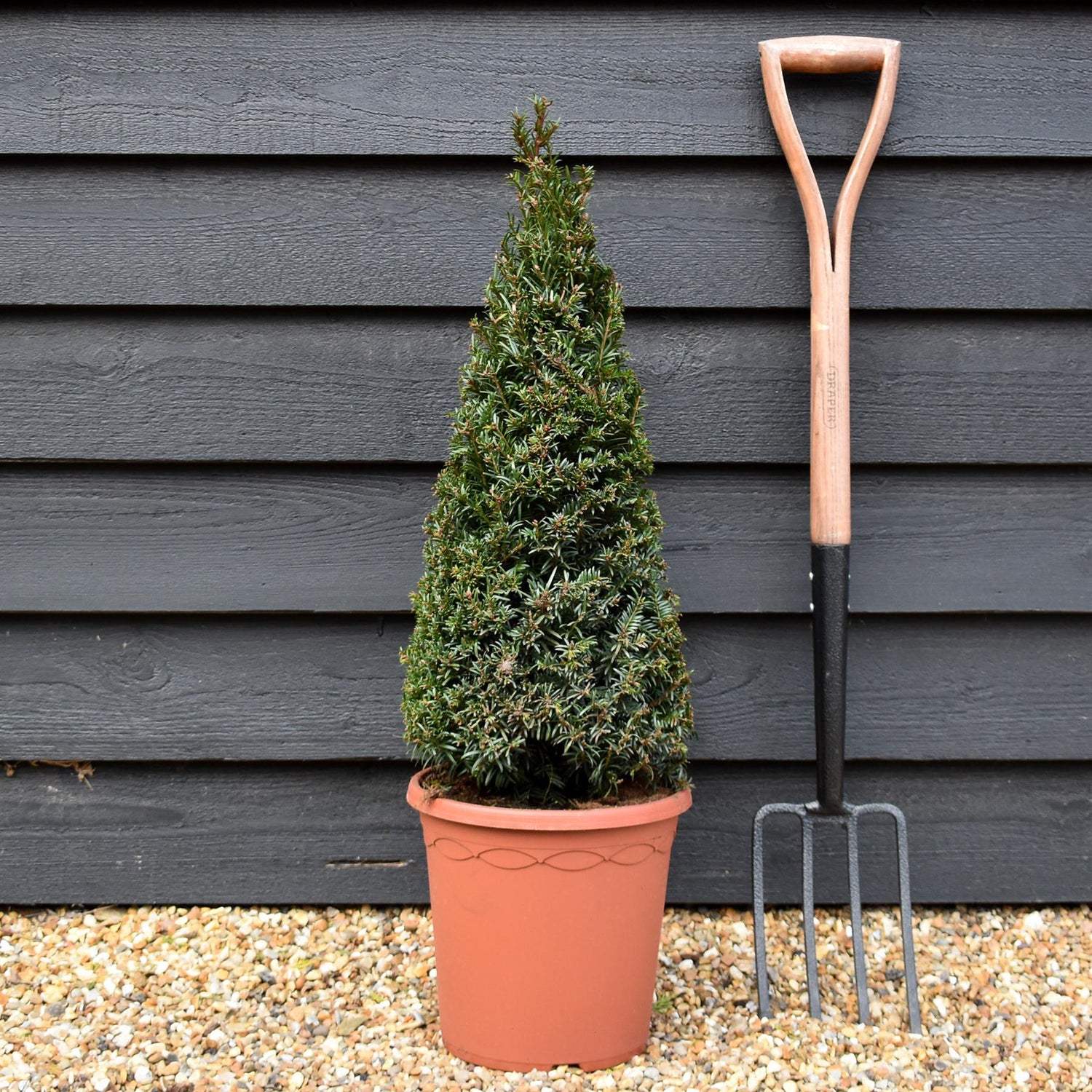 Taxus baccata | Yew tree - Cone - Height 60-70cm - 12lt