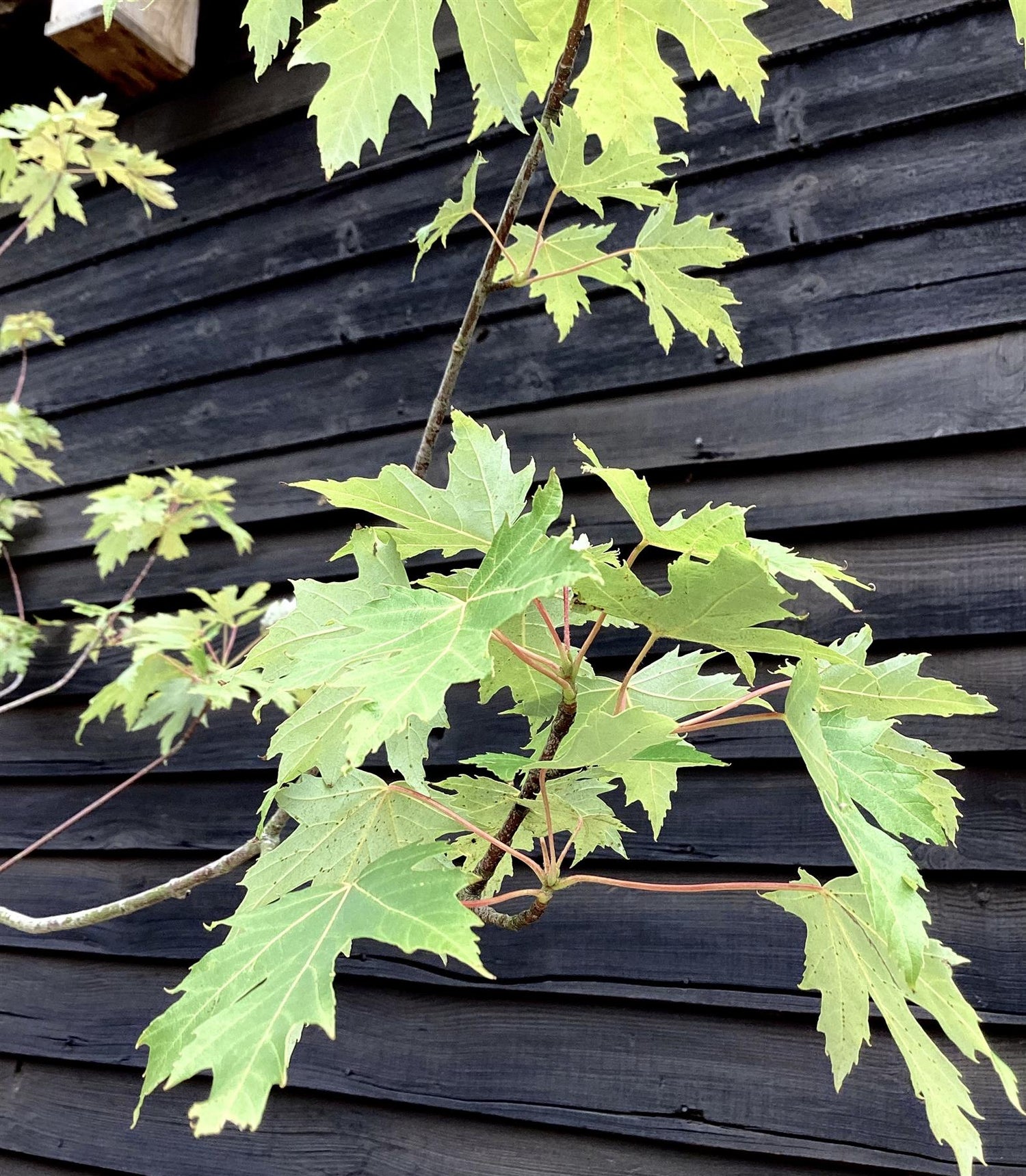 Acer saccharinum | Silver Maple - 500-550cm, 1100lt