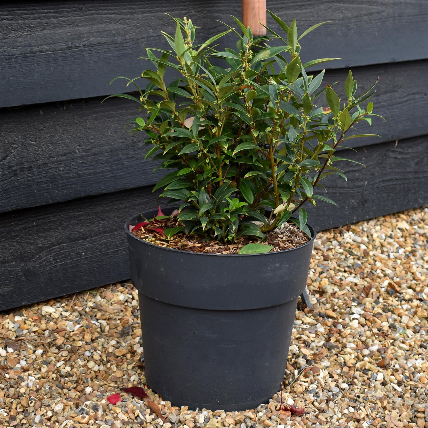 Sweet Box | Sarcococca hookeriana Purple Gem | Sweet Box - Height 30-40cm - Shrub - 10lt