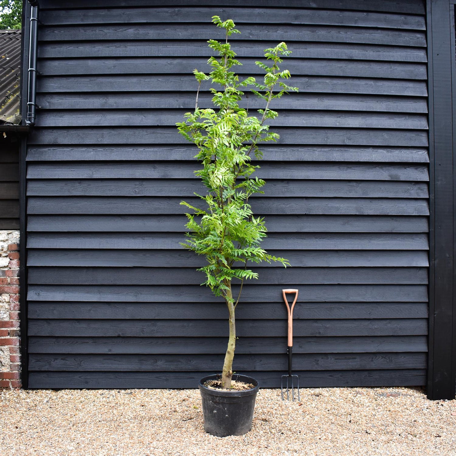 Caucasian wingnut | Pterocarya fraxinifolia - Height 220-250cm - Girth 12-14cm - 45lt