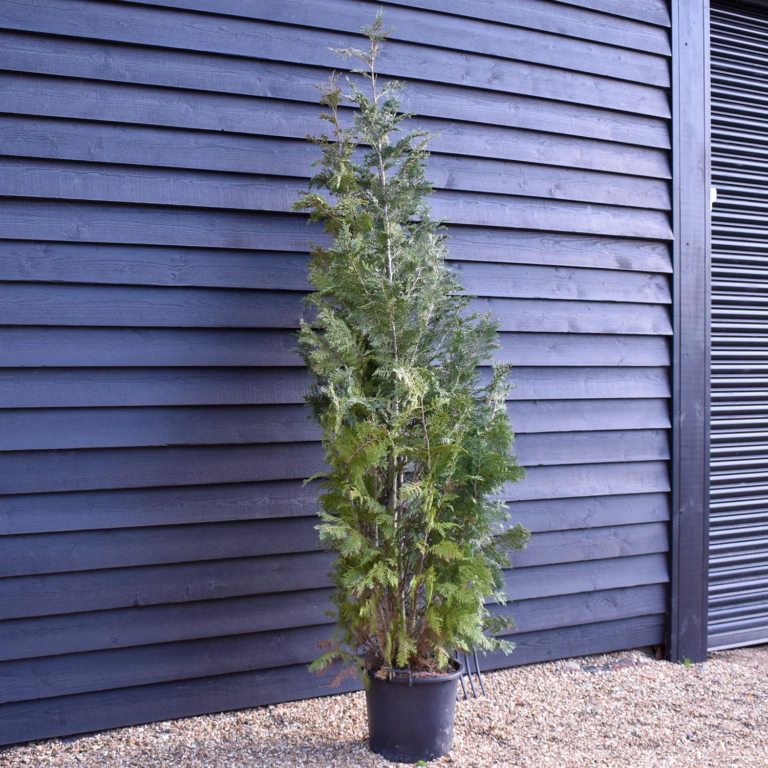 Chamaecyparis lawsoniana 'Columnaris' | False Cypress - Height 220-260cm - 30lt