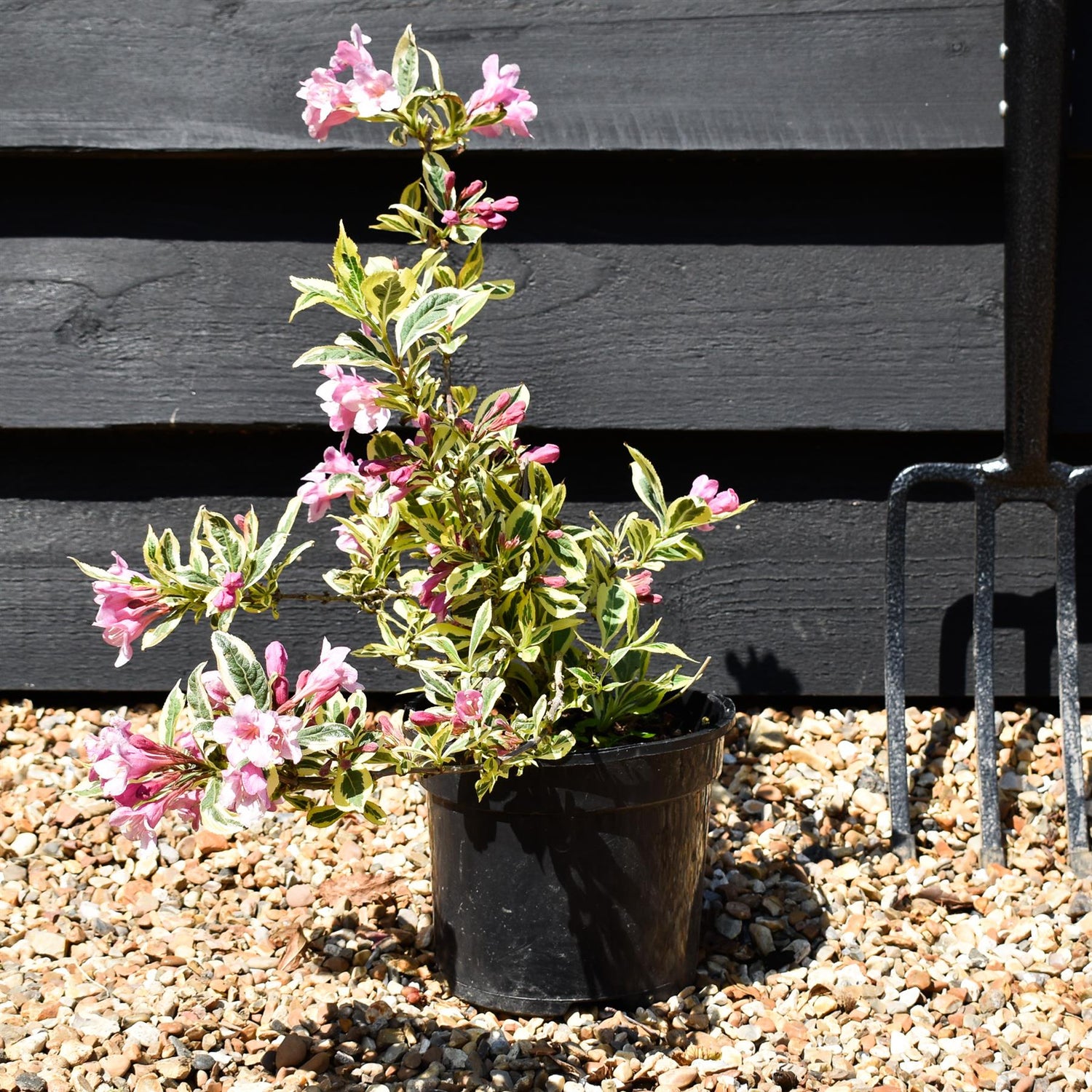 Weigela Florida 'Magical Rainbow' - Shrub - Height 10-15cm - 5lt