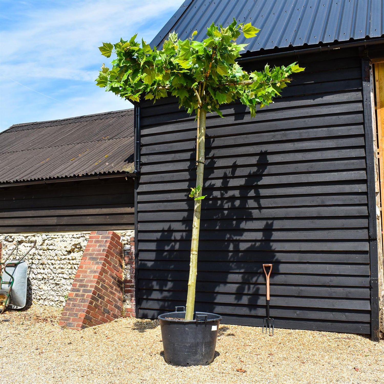 Platanus hispanica | London plane - Girth 21-23cm - Height 340-360cm - 130lt