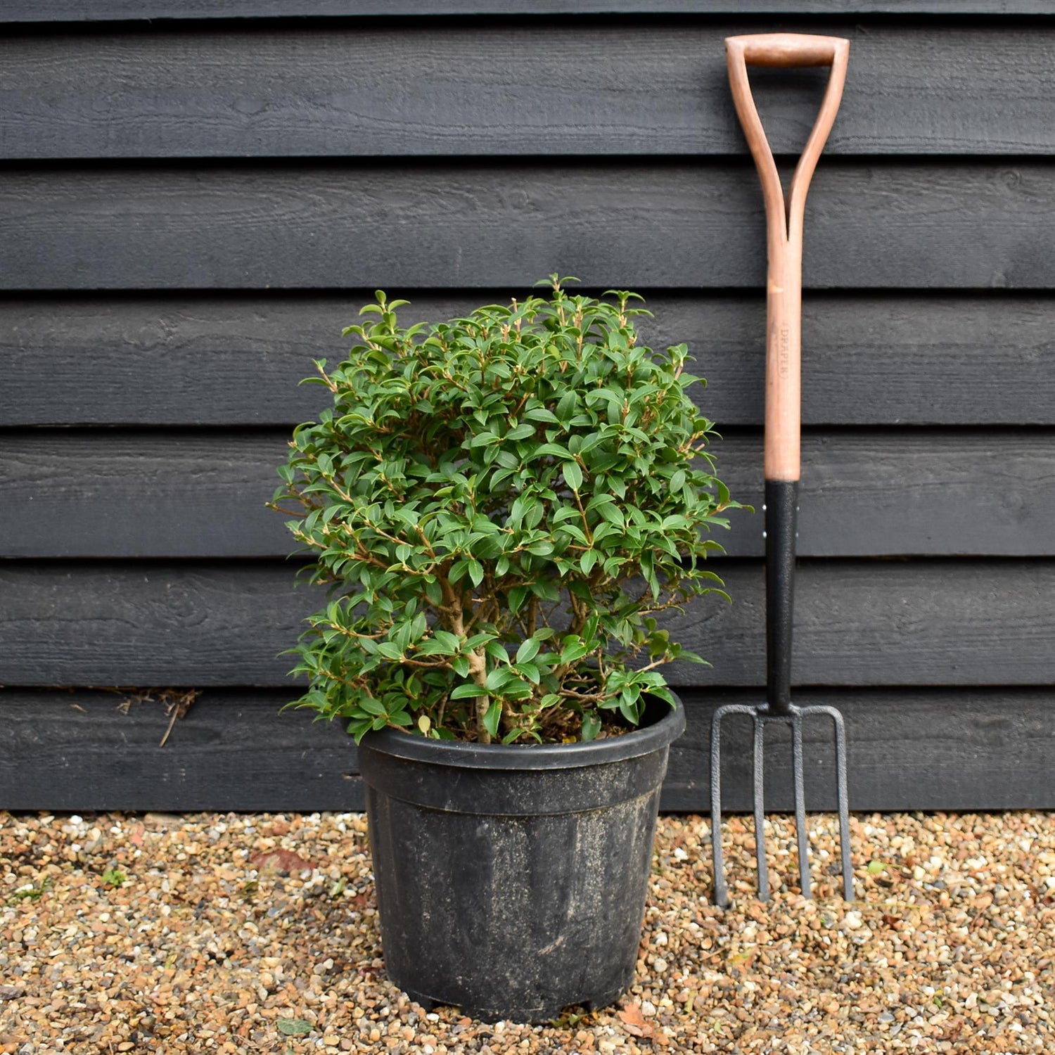 Osmanthus x burkwoodii | Burkwood Osmanthus - Shrub - Height 40-50cm - 18lt