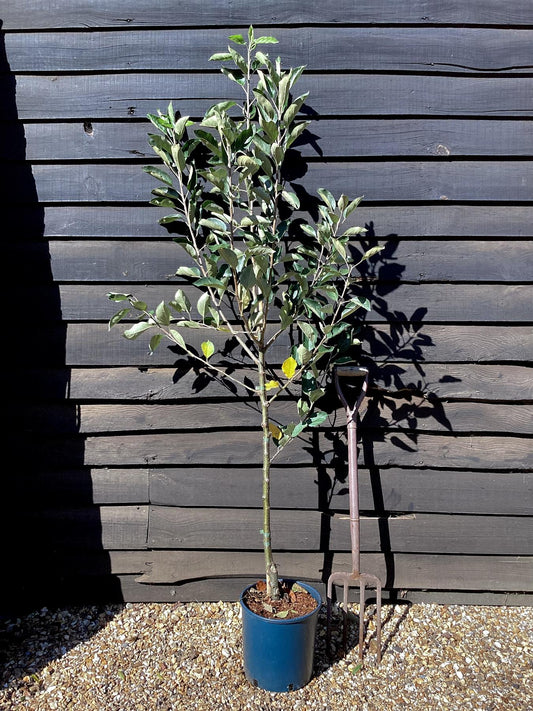 Apple tree 'Katy' | Malus domestica - MM106 - Semi-Dwarfing - 150-160cm - 10lt