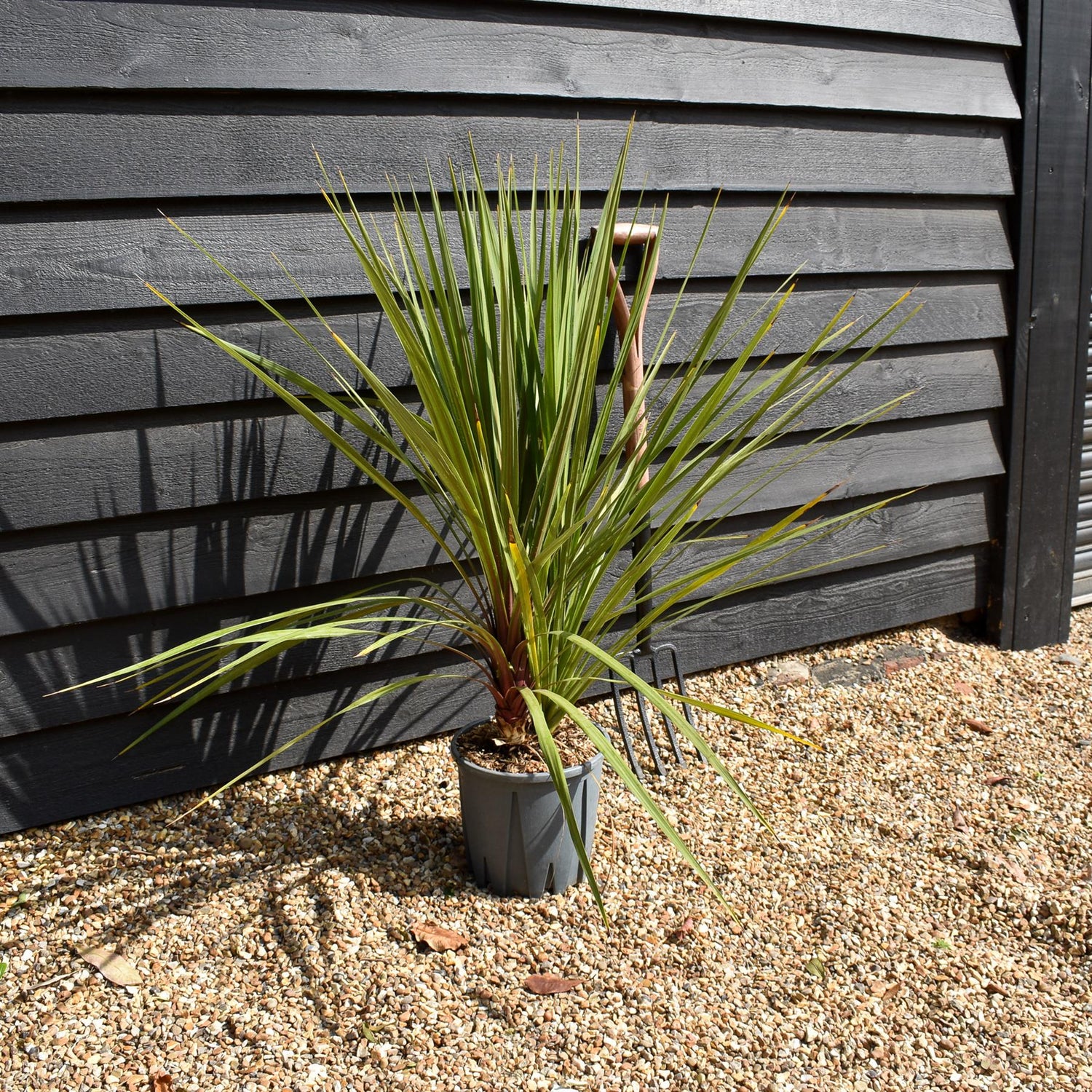 Cordyline australis | New Zealand Cabbage Palm - Multistem - Height 80-100cm - 10lt
