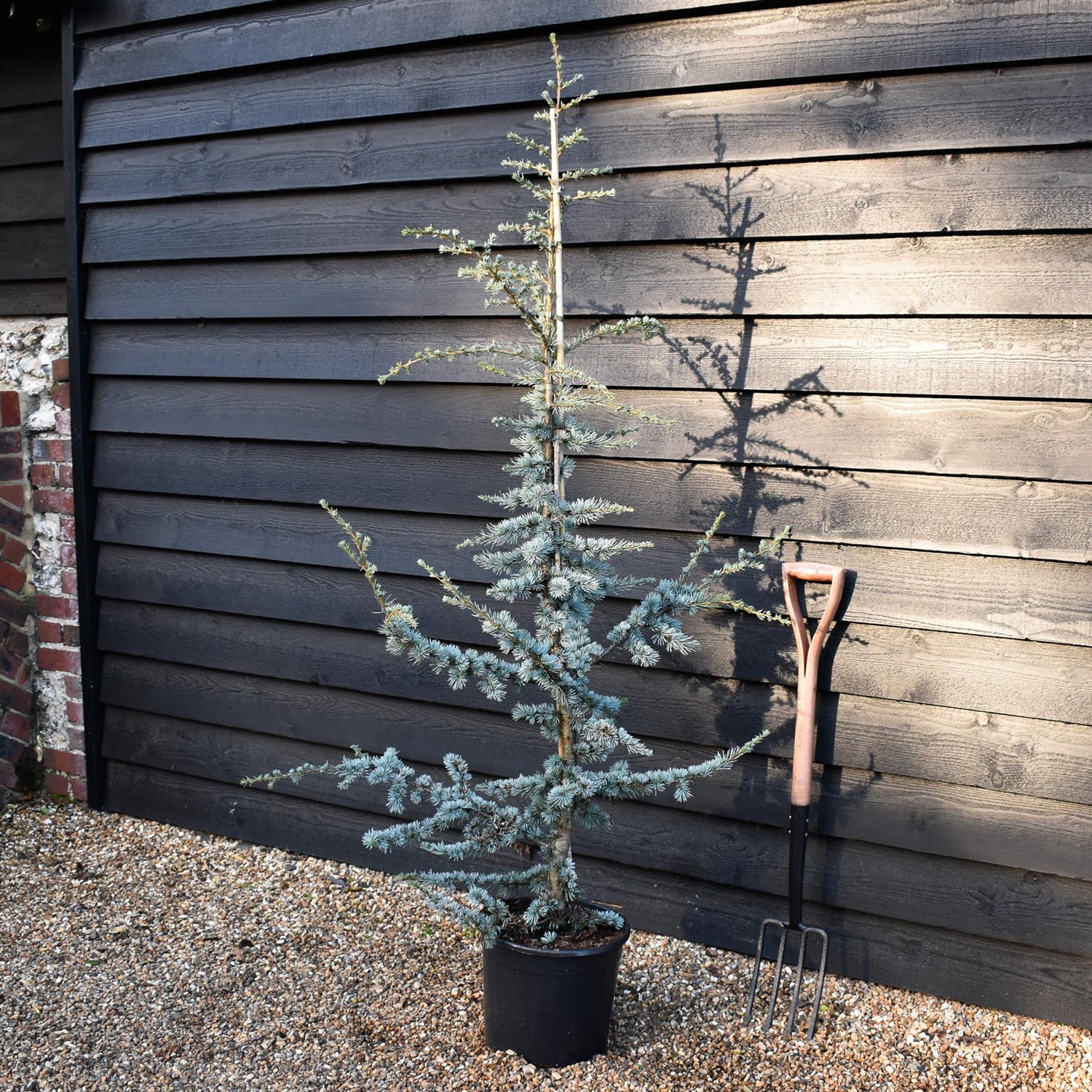 Blue Atlas Cedar | Cedrus Libani 'Glauca' - Height 170-190cm - Feathered - 20lt