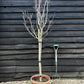 Magnolia Susan - Half Standard - 160-200cm - 30lt