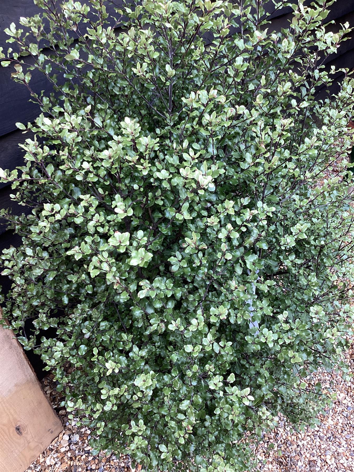 Pittosporum tenuifolium 'Cratus' | Kohuhu - 100-120cm - 25lt
