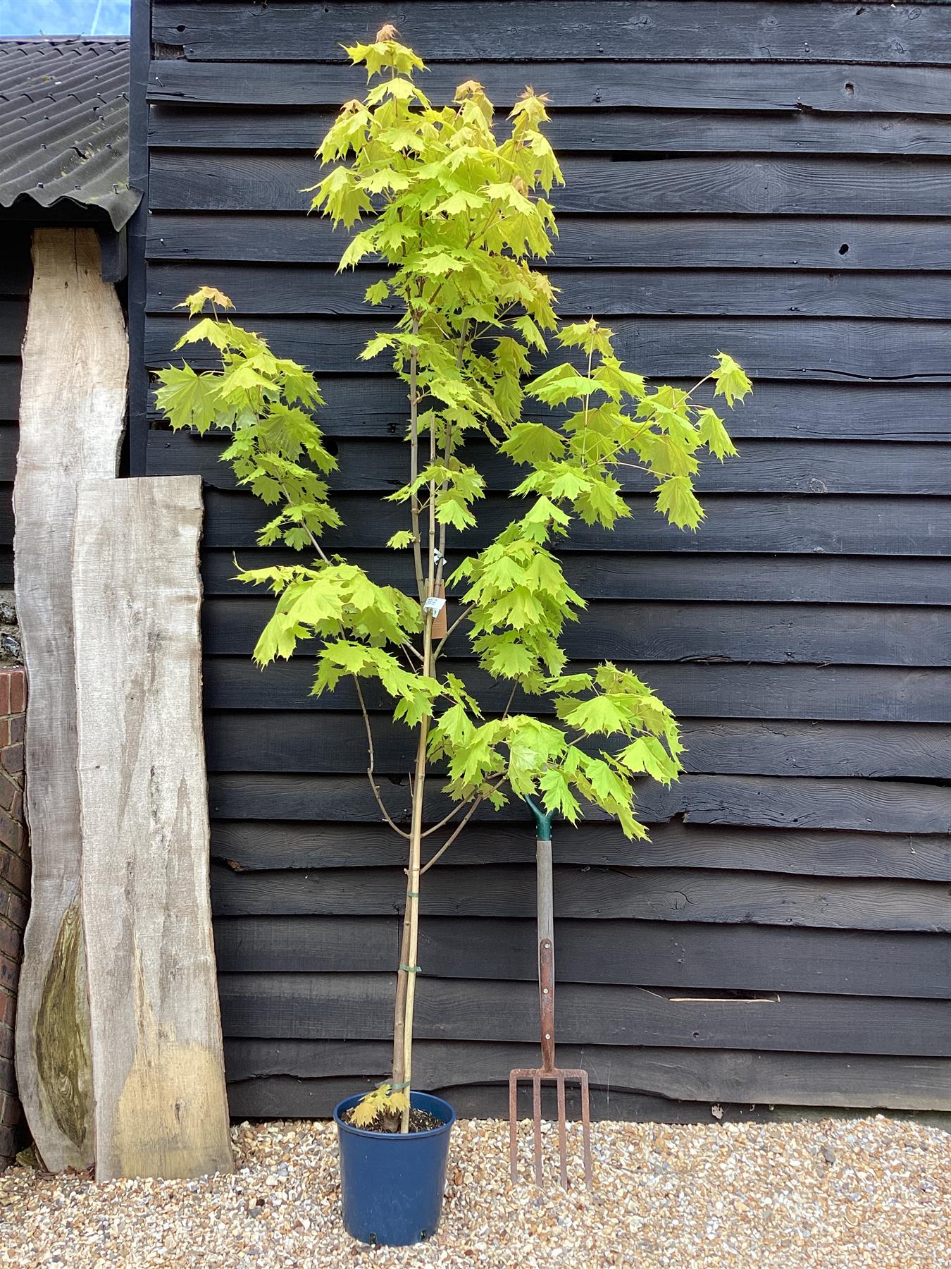 Acer Platanoides Princeton Gold | Norway maple, Height 210-250cm - 12lt