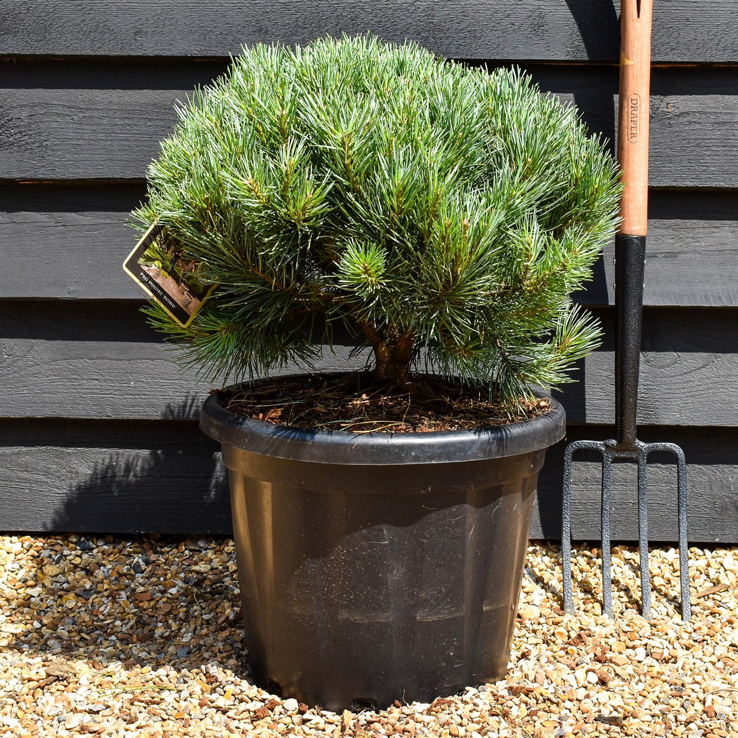 Pinus sylvestris 'Watereri' | Scots pine - Height 50-60cm - 25lt