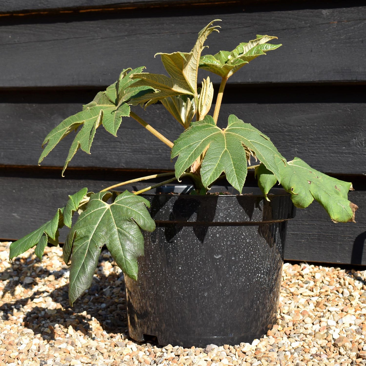 Tetrapanax papyrifera 'Rex' - Shrub - Height 30cm - 10lt